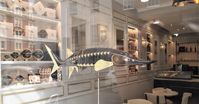 Sturgeon display